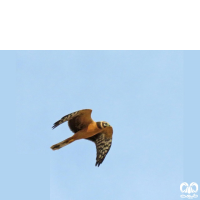 گونه سنقر سفید Pallid Harrier